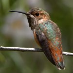 Hummer46.jpg