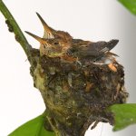 Hummer.jpg
