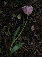 Tulip2.jpg