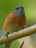 Bluebird5.jpg