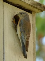 Bluebird8.jpg