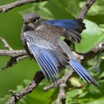 Bluebird9.jpg