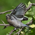 Bluebird10.jpg