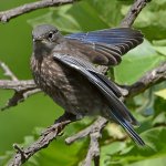 Bluebird11.jpg