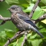 Bluebird12.jpg