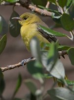 Oriole3.jpg