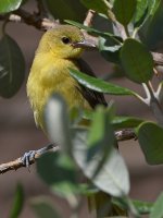 Oriole4.jpg
