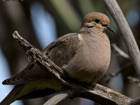 Pigeon3.jpg