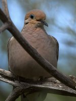Pigeon4.jpg
