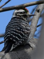 Woodpecker2.jpg
