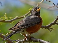 Robin.jpg