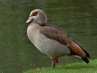 EgyptianGoose.jpg