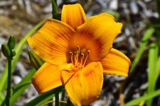 _ROY2763_00001.jpg
