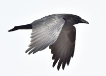 _ROY3002_00001.jpg