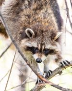 Raccoon-401.jpg