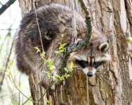 Raccoon-402.jpg