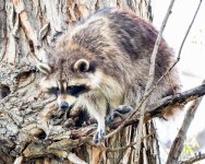 Raccoon-403.jpg