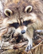 Raccoon-404.jpg