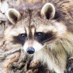 Raccoon-405.jpg