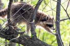 Raccoon-406.jpg