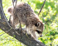 Raccoon-407.jpg