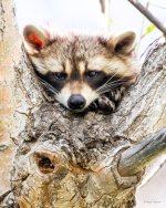 Raccoon-408.jpg