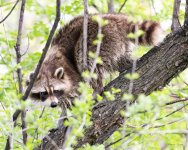 Raccoon-409.jpg