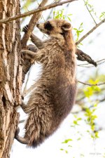 Raccoon-410.jpg