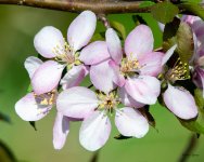 Flowers-410.jpg