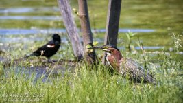 _DSC2125 low res.jpg