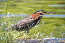 _DSC2132 low res.jpg