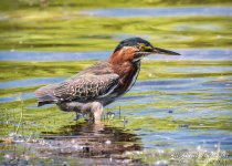 _DSC2141 low res.jpg