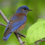 Bluebird2.jpg