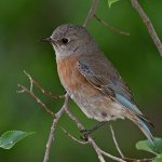 Bluebird10.jpg