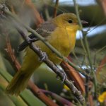 Oriole.jpg