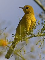 Oriole2.jpg