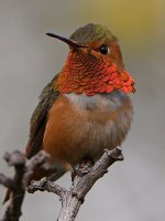 Hummer3.jpg