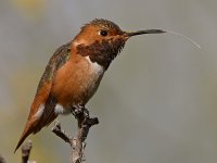Hummer7.jpg