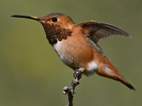 Hummer18.jpg