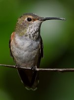 Hummer24.jpg