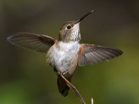 Hummer28.jpg