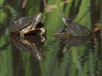 Turtles.jpg