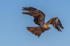 Flight jpg.jpg