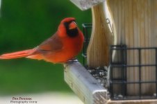 Bird Watching-1959.jpg