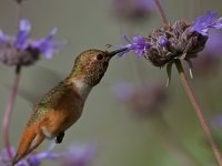 Hummer.jpg