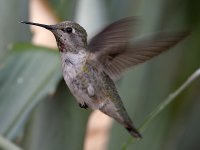 Hummer18.jpg