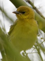 Oriole.jpg