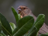 Towhee.jpg