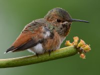 Hummer5.jpg
