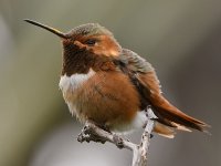 Hummer50.jpg